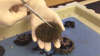 Sea Urchin amp Sand Dollar Dissection Part1 Coe [upl. by Ahrat324]