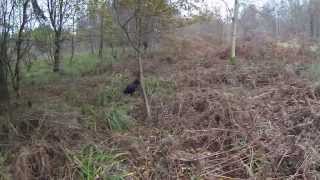 Rough Shooting for Woodcock and Pheasants with cocker spaniels [upl. by Ferriter526]