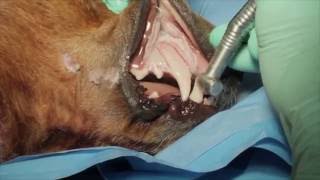 Veterinary Dental Maxillary Canine Tooth Extraction in a Dog [upl. by Scharf]