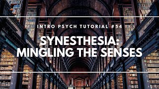 Synesthesia Mingling the Senses Intro Psych Tutorial 54 [upl. by Kcirdle]