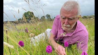 Pyramidal Orchid with John Feehan Wildflowers of Offaly series [upl. by Airotciv]