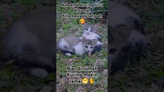 Bertemu anak kucing yang imut di taman dekat rumah  cute cat catlover kucinglucu kucingimut [upl. by Kingdon]