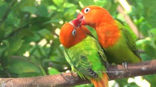 Lovebird Chirping Sounds  Two Green Opaline [upl. by Kleon]