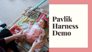 HOW TO PUT ON  TAKE OFF THE PAVLIK HARNESS [upl. by Alvan]