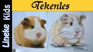 Hoe teken je een Cavia  tekenles  6 [upl. by Stacia]