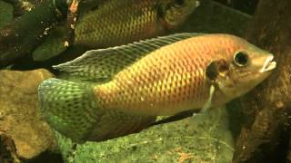 Pelmatochromis nigrofasciatus pair fry [upl. by Trebma]