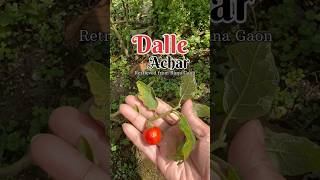 Dalle Khursani Achar  Darjeeling  Mountain travel travelguide dallekhursani [upl. by Sirc]