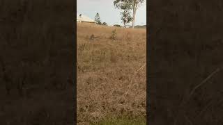 wallaby jumping shorts  kangaroo shorts  YouTube shorts [upl. by Pall]