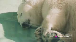 If a Polar Bear and a Grizzly Bear mate their offspring is called a Pizzy Bear [upl. by Lina]