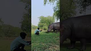 Hippopotamus hippopotamus attack hungry hippos pumpkin treats Viral Trending shorts [upl. by Arammat]