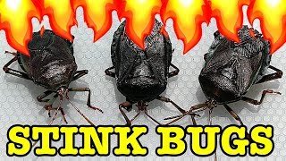 Stink Bug Pest Control Flamethrower Vs Water Save My Lemons [upl. by Ardnad]