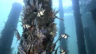 The Best of the Busselton Jetty Underwater Observatory [upl. by Nally939]