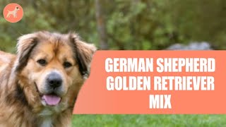 German Shepherd Golden Retriever Mix The Ultimate Guide To This Supreme Family Dog [upl. by Airliah942]