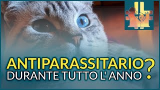 Antiparassitario per cani e gatti tutto lanno [upl. by Larrisa]