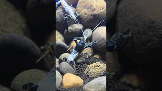 Black Ghost crayfish crayfish ghostfish [upl. by Nwahsyd]