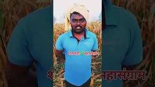 मका 🌽 तोडणी  Maize 🌽 Harvesting [upl. by Bergen507]