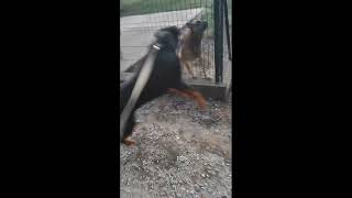 Rottweiler vs Malinois a pack of Malinois attacked a Rottweiler [upl. by Kirkpatrick]