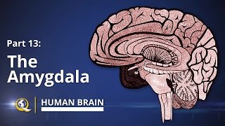 Amygdala  Human Brain Series  Part 13 [upl. by Landmeier]