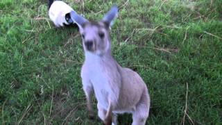 KANGAROO AND LEMUR PLAY TAG [upl. by Aloisius]