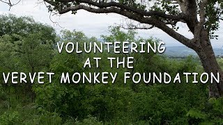 Life Of A Volunteer At The Vervet Monkey Foundation South Africa  Vervet Forest [upl. by Ellsworth]