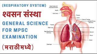 श्वसन संस्था Respiratory System मराठीमध्ये  General Science for MPSC Examination [upl. by Atinev]