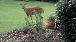 DEER AND DOG Bullmastiff AT PLAY Large 120Lb Mastiff and doe [upl. by Tessie775]