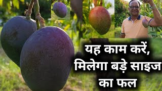 यह काम करें मिलेगा बड़े साइज का फल 🥭 Mango Big Size Fruits Mango Jambo size Mango [upl. by Nobell]