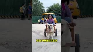 Perro Recoge a Dueña de la Escuela ❤️ [upl. by Eiramyllek]