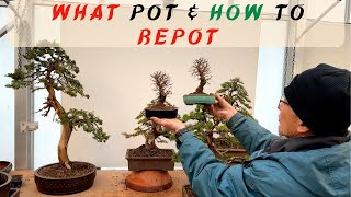 Choosing the right pot for your bonsai [upl. by Valle]