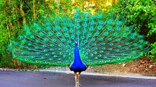 Amazing Peacock Dance Complete  Peacocks Opening Feathers [upl. by Audrie]