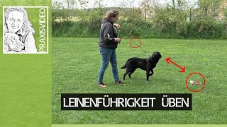 Mit dieser bewährten Methode die Leinenführigkeit üben ➡️ Praxisvideo ✔️ [upl. by Yromas]