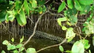 Daintree River Wildlife Tour Queensland Australia [upl. by Colp3]