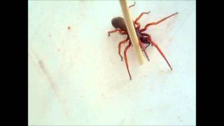 The Woodlouse Spider Dysdera crocata in HD 1080p [upl. by Alyakcm]