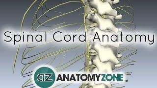 Spinal Cord  External Anatomy  3D Anatomy Tutorial [upl. by Swehttam24]