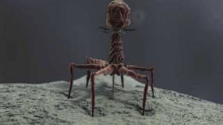 3d Demo Reel bacteriophage T4 and stereocilia  medical animation [upl. by Holmann]