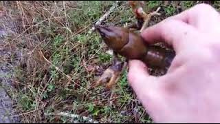 GIANT CRAWFISH CAUGHT IN HOME MADE TRAP Watch till the end EAT ME [upl. by Anderegg]