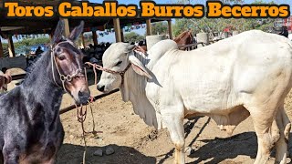 Hoy Domingo de tíanguis ganadero e tlacolula oaxaca México sementales sardo negro toros caballos [upl. by Nitsreik]