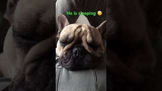 French bulldog is sleeping 😴 snoring sweet 😍 [upl. by Alial]