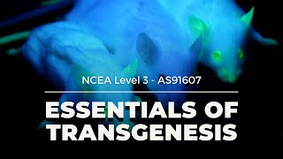 Transgenesis  NCEA L3 Biology 2021 [upl. by Nnomae666]