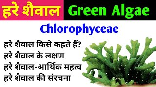 हरे शैवाल Green Algae  chlorophyta  chlorophyceae  characteristics amp importance of green algae [upl. by Leachim]