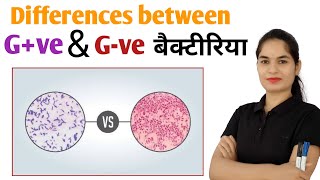 Difference between gram positive and negative bacteria  Gram positive vs Gram negative bacteria [upl. by Olsson]