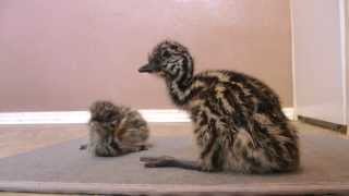 Funny video  Newborn Emu chicks learn how to walk sooooo cute [upl. by Jonati]