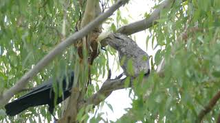 Little Ravens harassing Tawny Frogmouth beside Gardiners Creek Melbourne Australia 24 March 2024 [upl. by Owen]