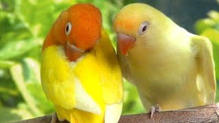 Lovebird Chirping Sounds  Creamino with Lutino Opaline [upl. by Lachish]