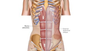 Rectus Sheath [upl. by Krishnah365]