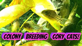 Corydoras Breeding Adorable amp Interesting A Look At The Hows Whys amp Whens of Cory Mating [upl. by Auqenehs459]