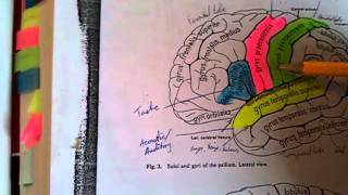 114 Telencephalon surfaces of the cerebrum [upl. by Fenny]