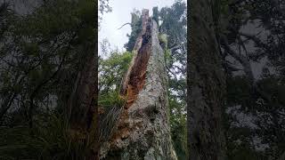 Huge Kauri Trees in the Waitakere Ranges [upl. by Lamak]