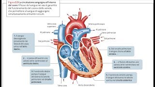 ANATOMIA1  Apparato Cardiovascolare il CUORE parte 1 [upl. by Adanama]