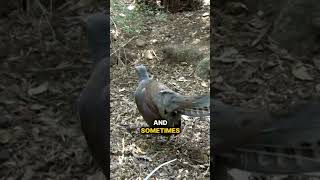 The lyre bird 😲 [upl. by Esiuqcaj]